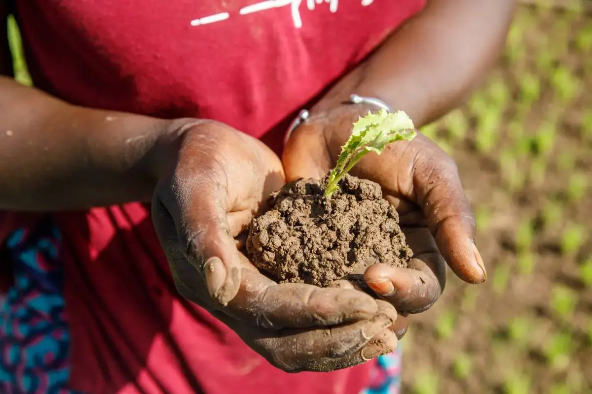 photo of a woman's hands holding a small plant